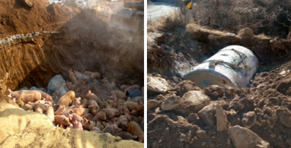 Livestock burial site